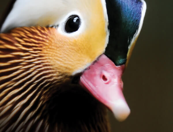 NEB Q5 Polymerase Highest Fidelity - by BIOKÉ